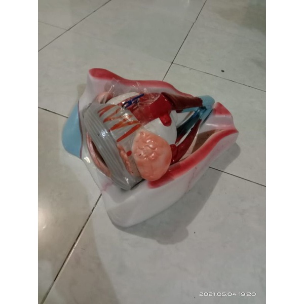 

Torso mata satu alat peraga pendidikan