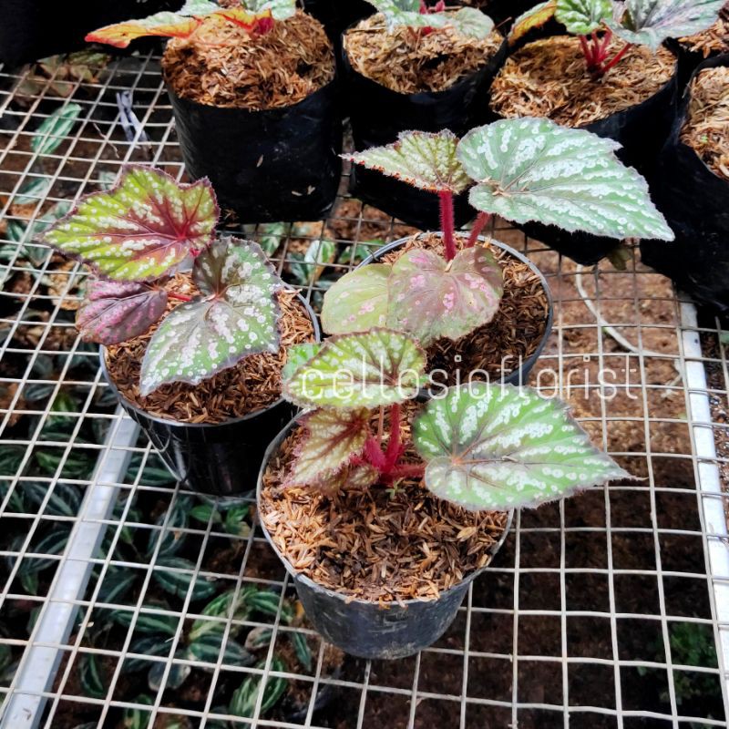 Tanaman Hias Begonia Rex Pelangi / Begonia Jantung Hati