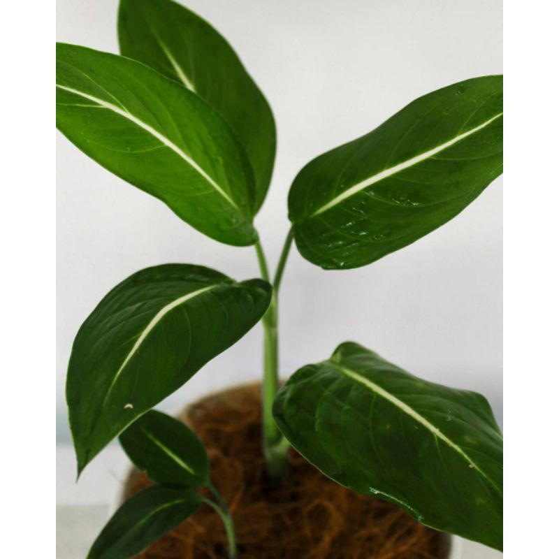 Tanaman hias blanceng neon - blanceng white strip - blanceng neon