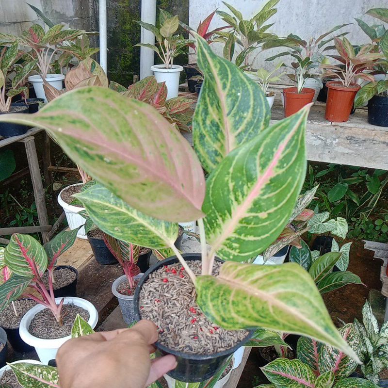 aglonema caribian