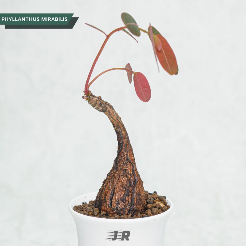 Phyllanthus Mirabilis Caudex Plant