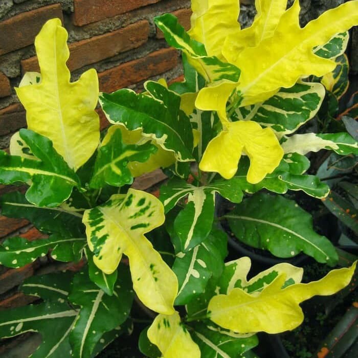 pohon puring bulan / puring terang bulan