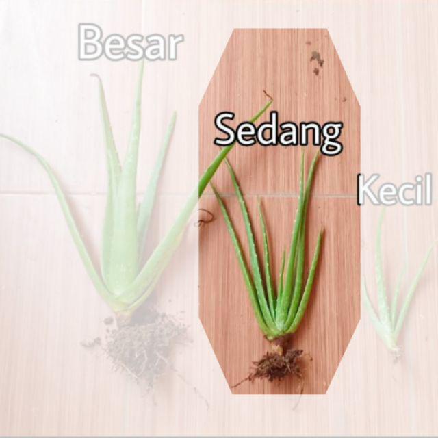 Bibit Tanaman Lidah Buaya JUMBO PONTIANAK-Sedang