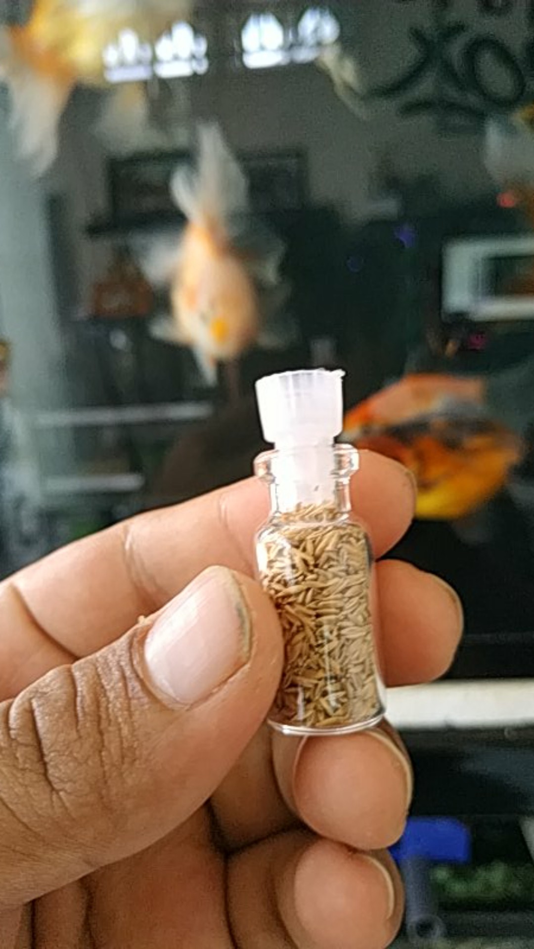Carpet Seed Hair Grass Mini 3ml