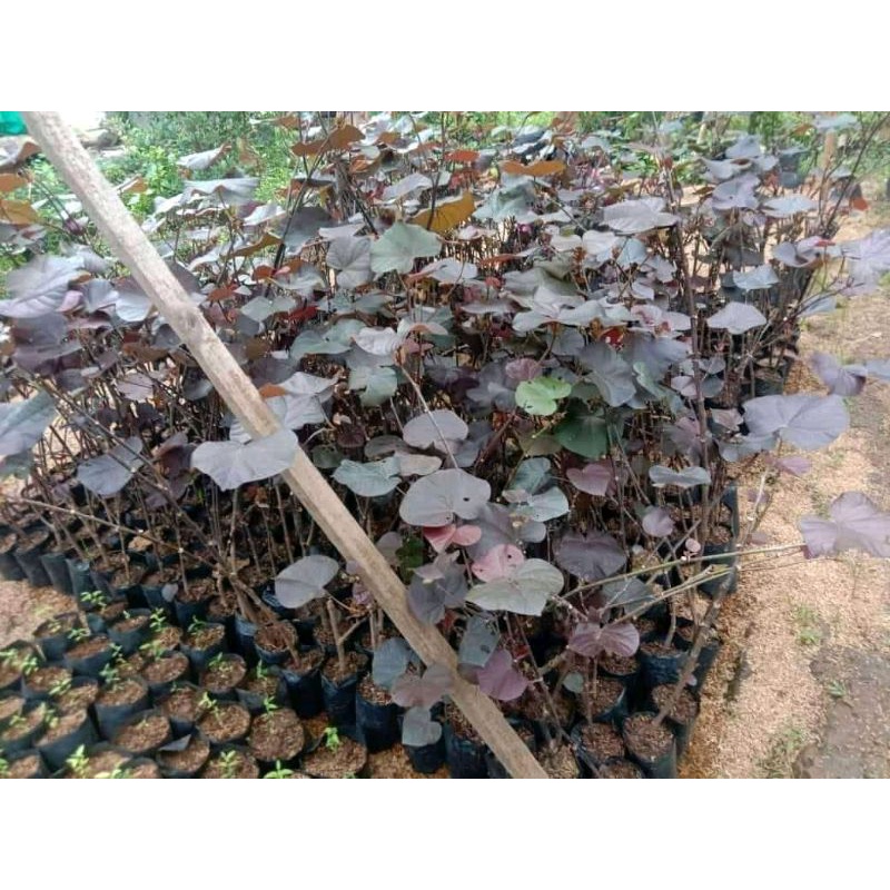 Promo waru merah super red original | Bahan bonsai waru merah