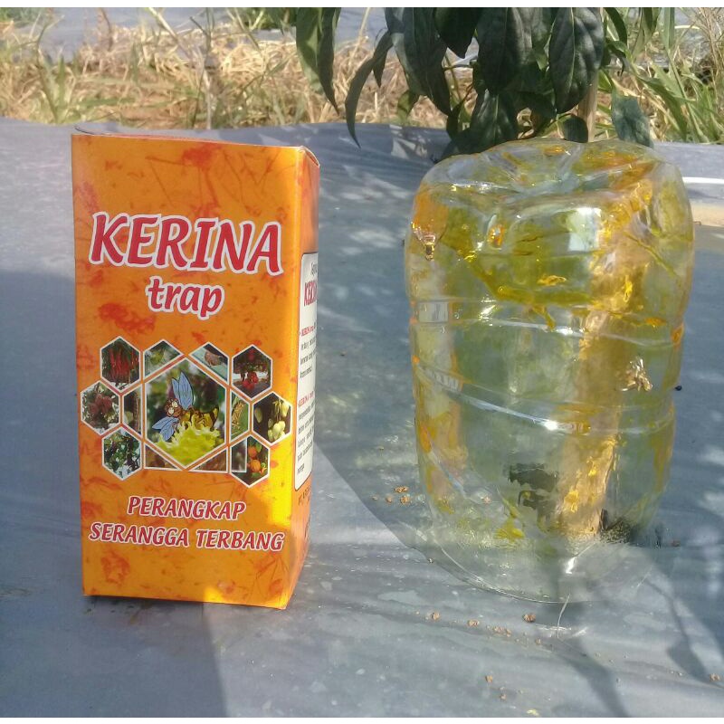 

lem lalat buah n serangga terbang