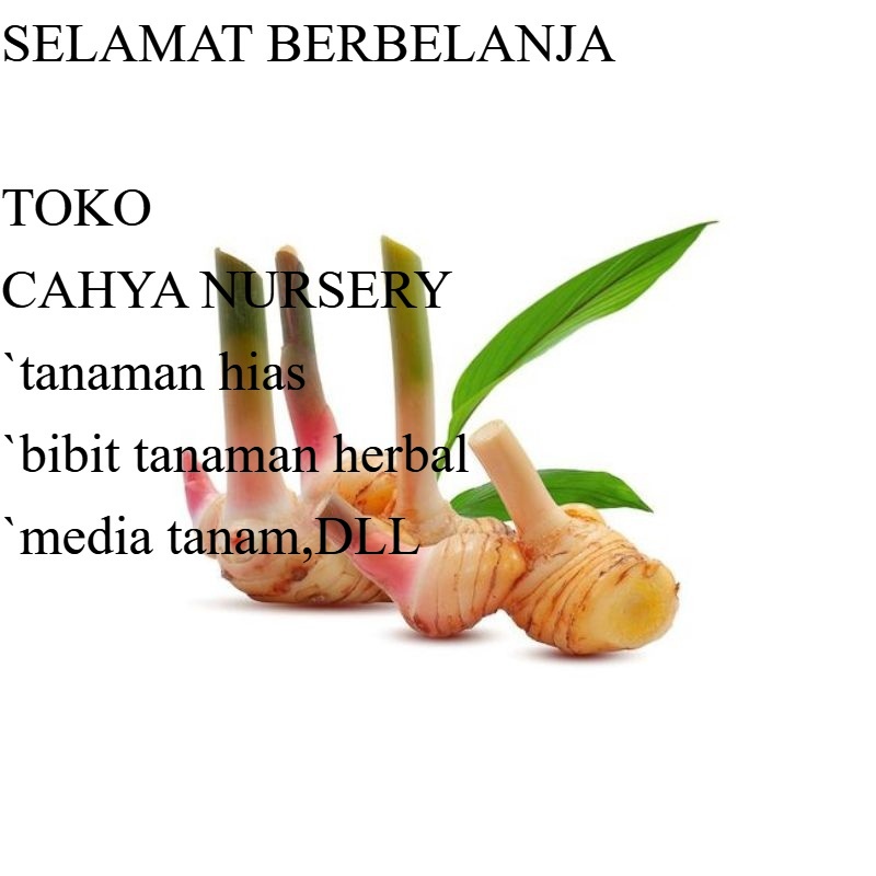 

PROMO Umbi lengkuas basah segar 100gram laja gowah atau jahe alas hutan