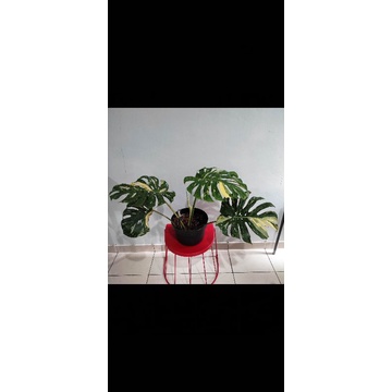 Monthai Monstera Variegata Monvar King Menor 5 Daun Spesial