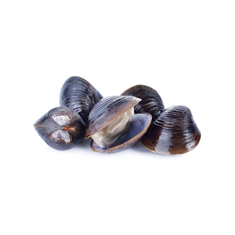 

kerang remis 1kg