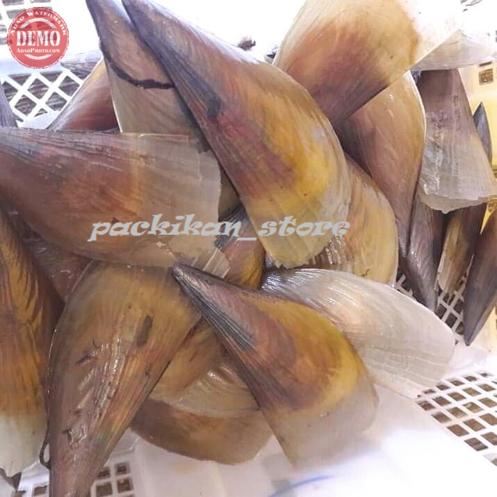 

Kerang Kapak Segar Fresh Bergaransi 1pcs