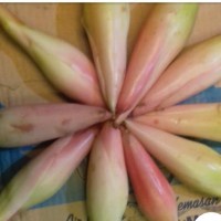 

Bunga Kecombrang/Bunga rias/Kincung/Kencong