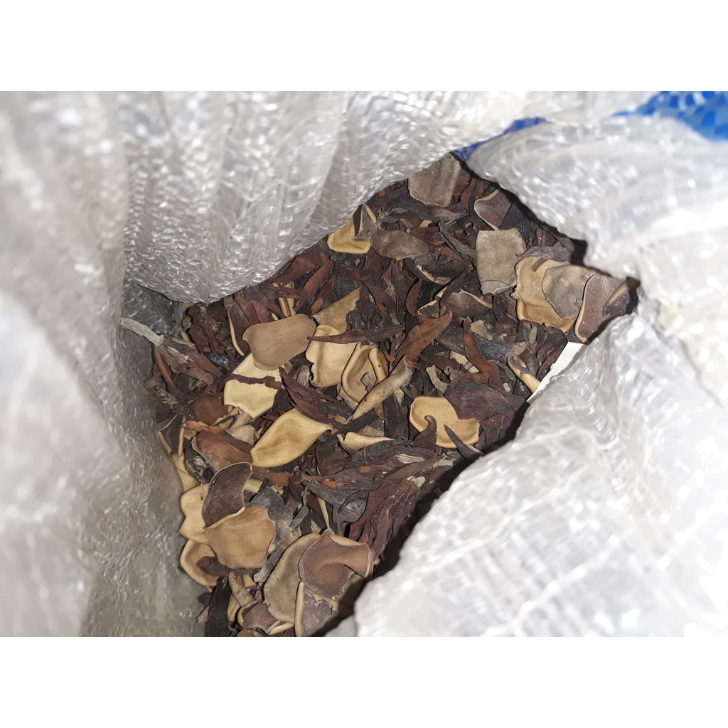 bunga kantil kering asli / cempaka putih kering