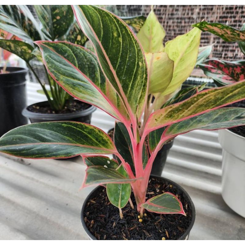 anakan aglonema lotus // baby aglonema