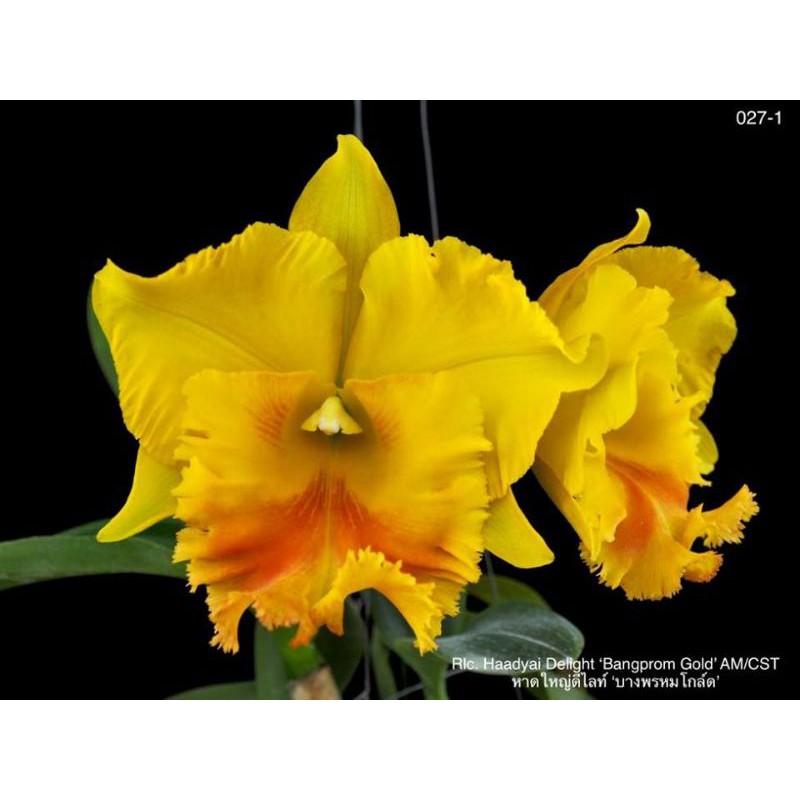 Anggrek Cattleya Dewasa siap berbunga