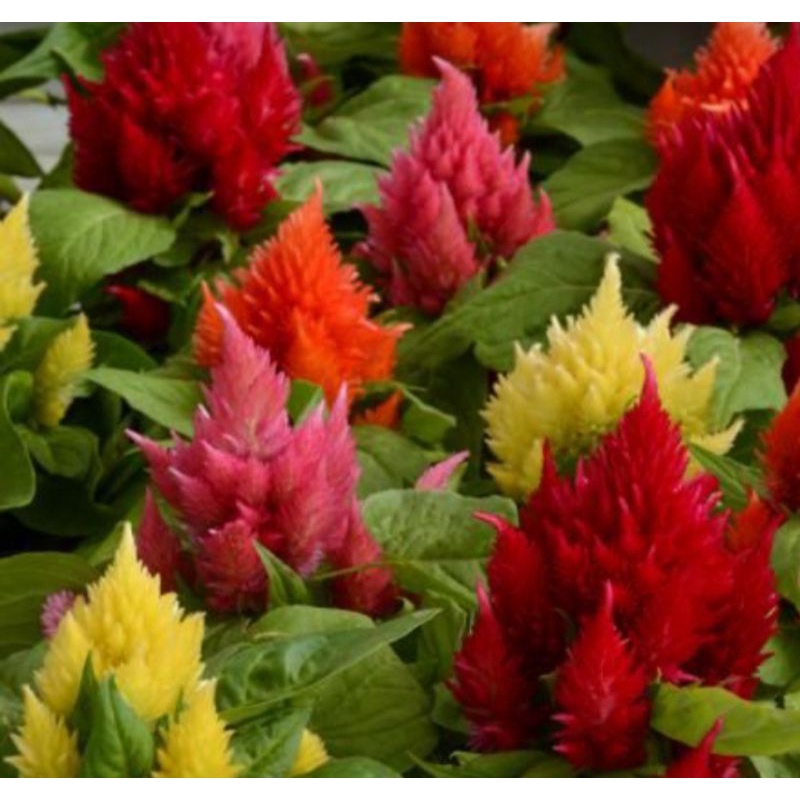TANAMAN CELOSIA