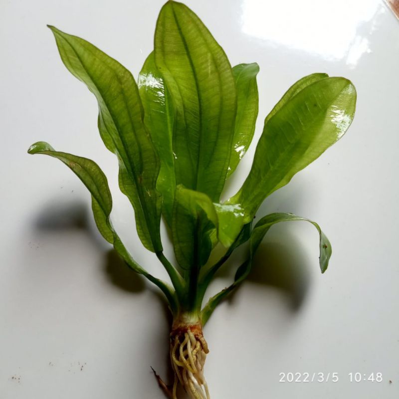 Echinodorus major/martii aquascape