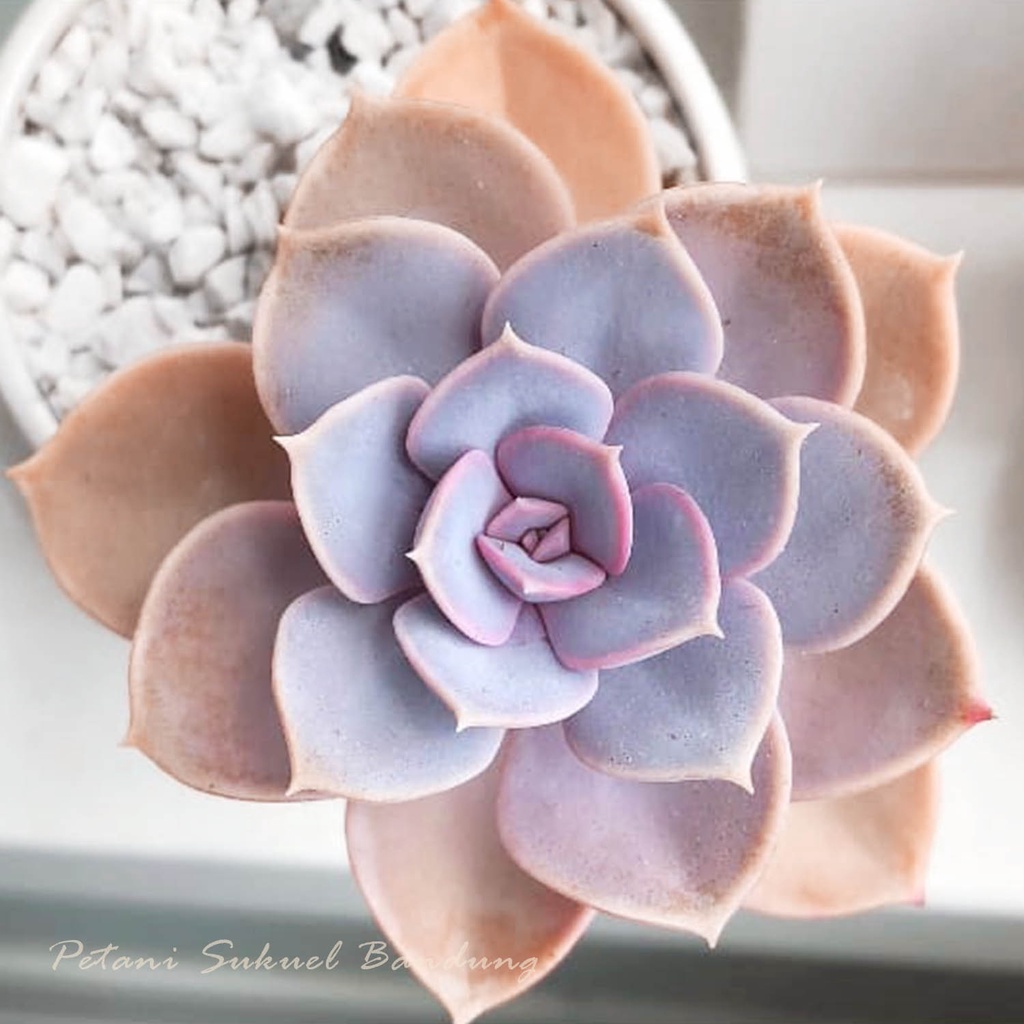 Sukulen Kaktus echeveria perle von nunberg red ruby sekulen Bunga tanaman hias taman skulen mini