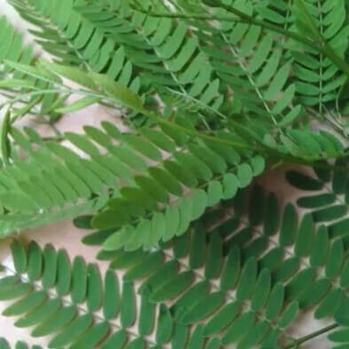 

daun petai cina petai lamtoro segar herbal