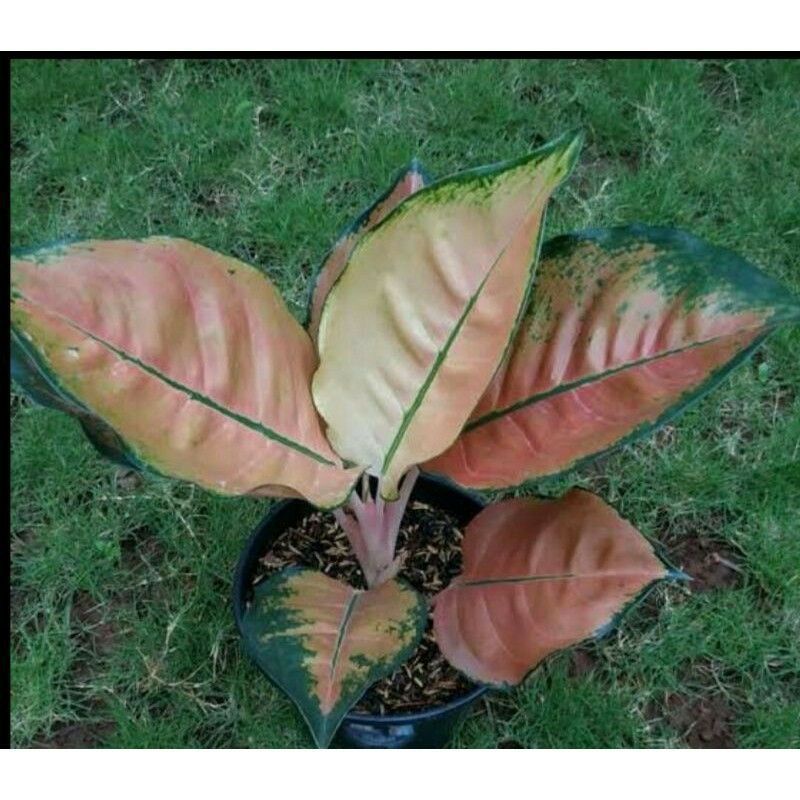 aglonema kocin tembaga
