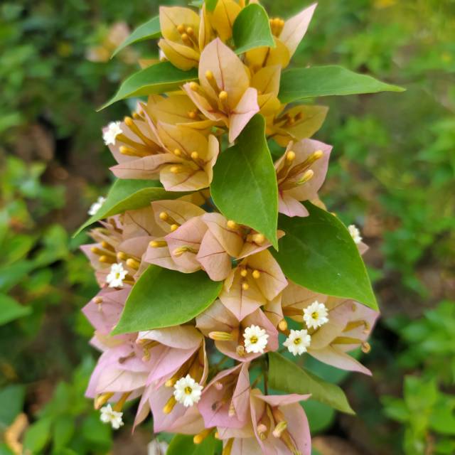 Bugenvil Singapur Bunga Kuning / Bibit Bugenvil