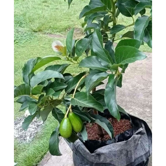 BIBIT ALPUKAT MIKI PLATER BAG