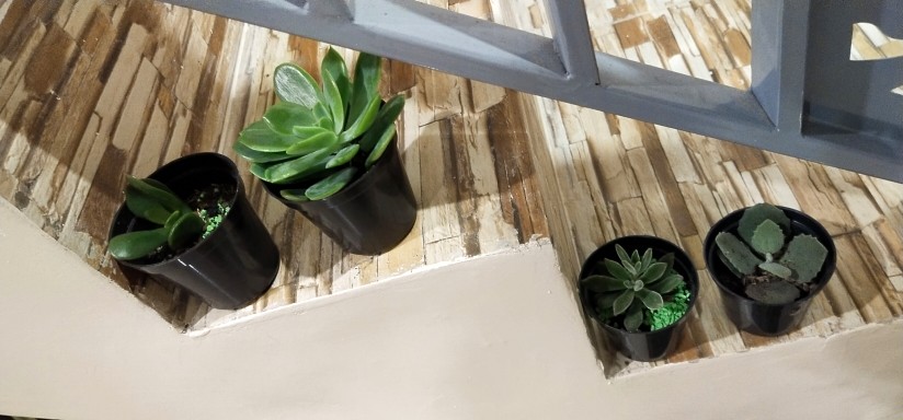 Sekulen Mini Isi 12 Pot