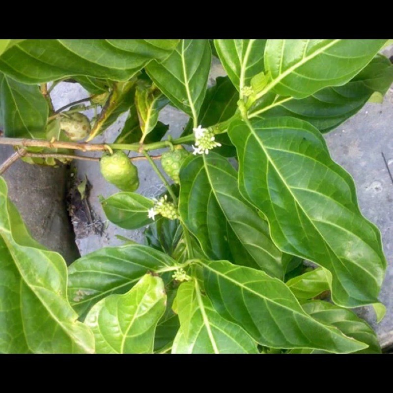 

daun mengkudu segar