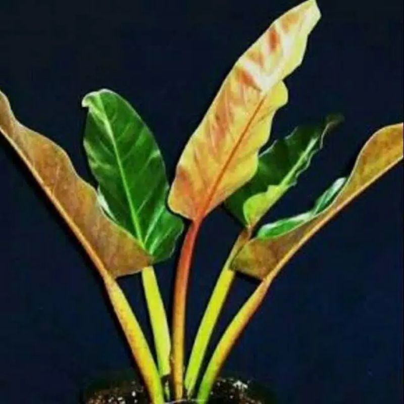 Philodendron Melinonii