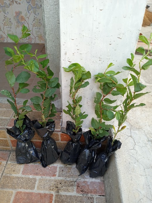 Murah Bibit Pohon Bidara Arab Unggul