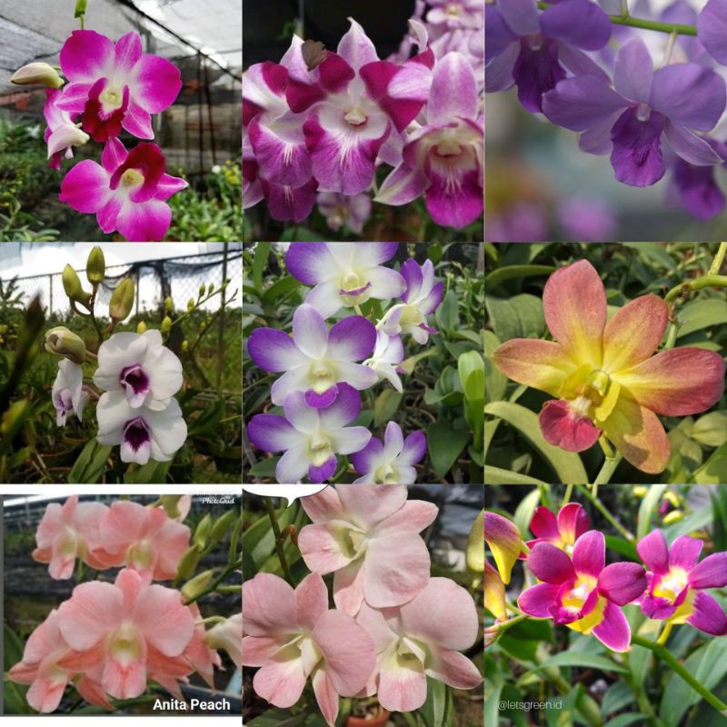 anggrek dendrobium keiki