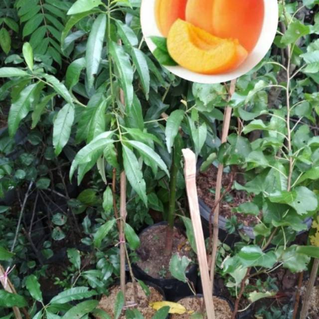 Bibit Tanaman Buah Aprikot Prunus Armeniaca