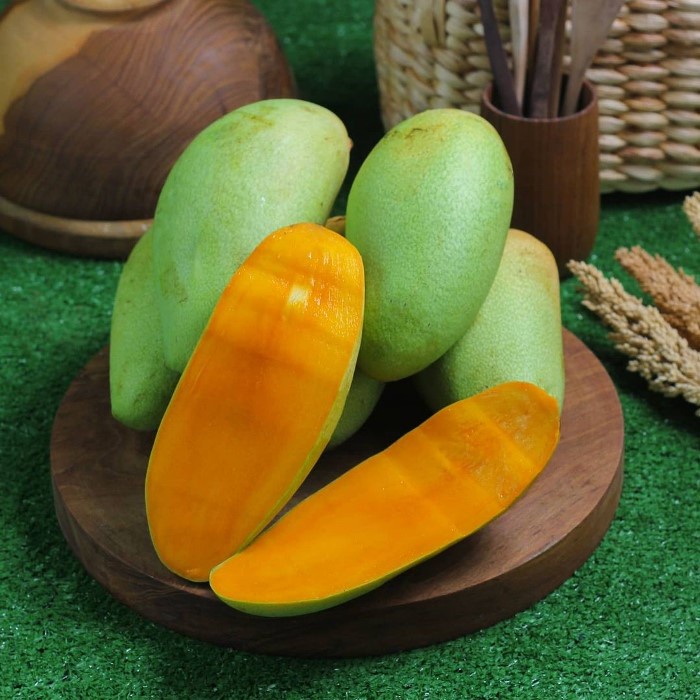 Bibit Tanaman Buah MANGGA GOLEK INDIA Premium