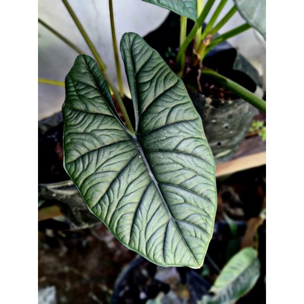 bonggol Alocasia Bisma silver