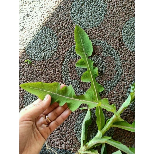 

daun tempuyung camawak fres per 250gram