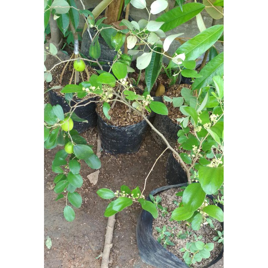 BIBIT TANAMAN BUAH APEL PUTSKA/APEL INDIA..(SUDAH BERBUAH) COD