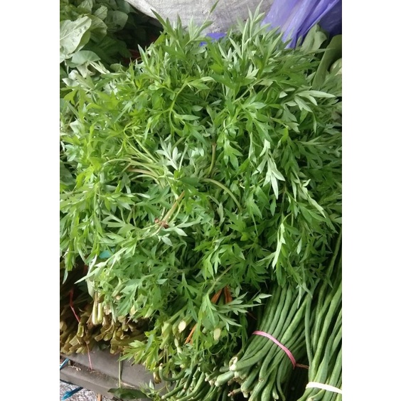 

Daun Kenikir Per Ikat Besar