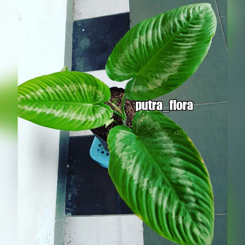 tanaman hias homalomena schismartologis homalomena silver