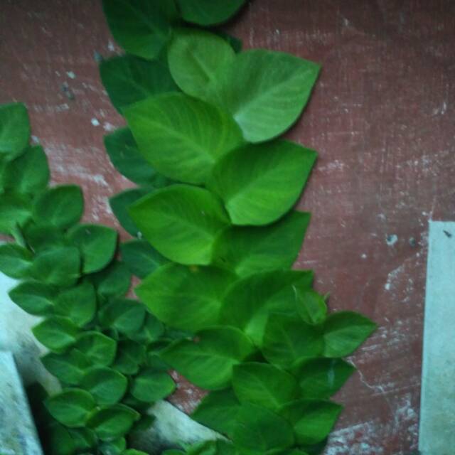 tanaman daun dollar (climbing ficus)