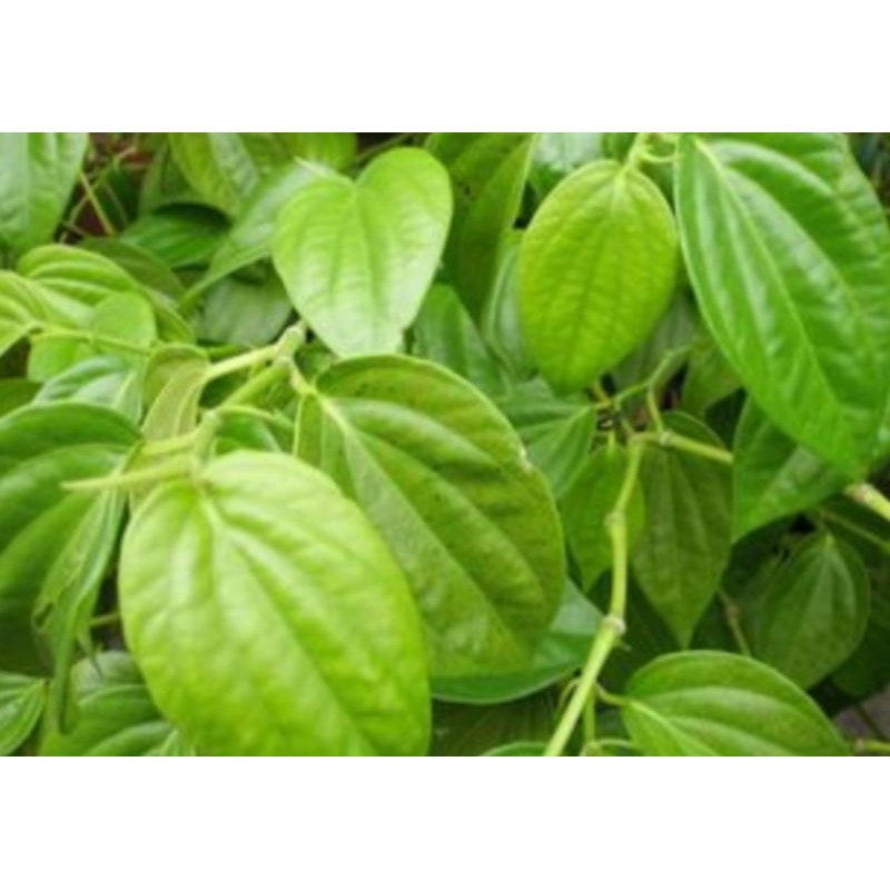 

HERBAL Daun sirih hijau segar