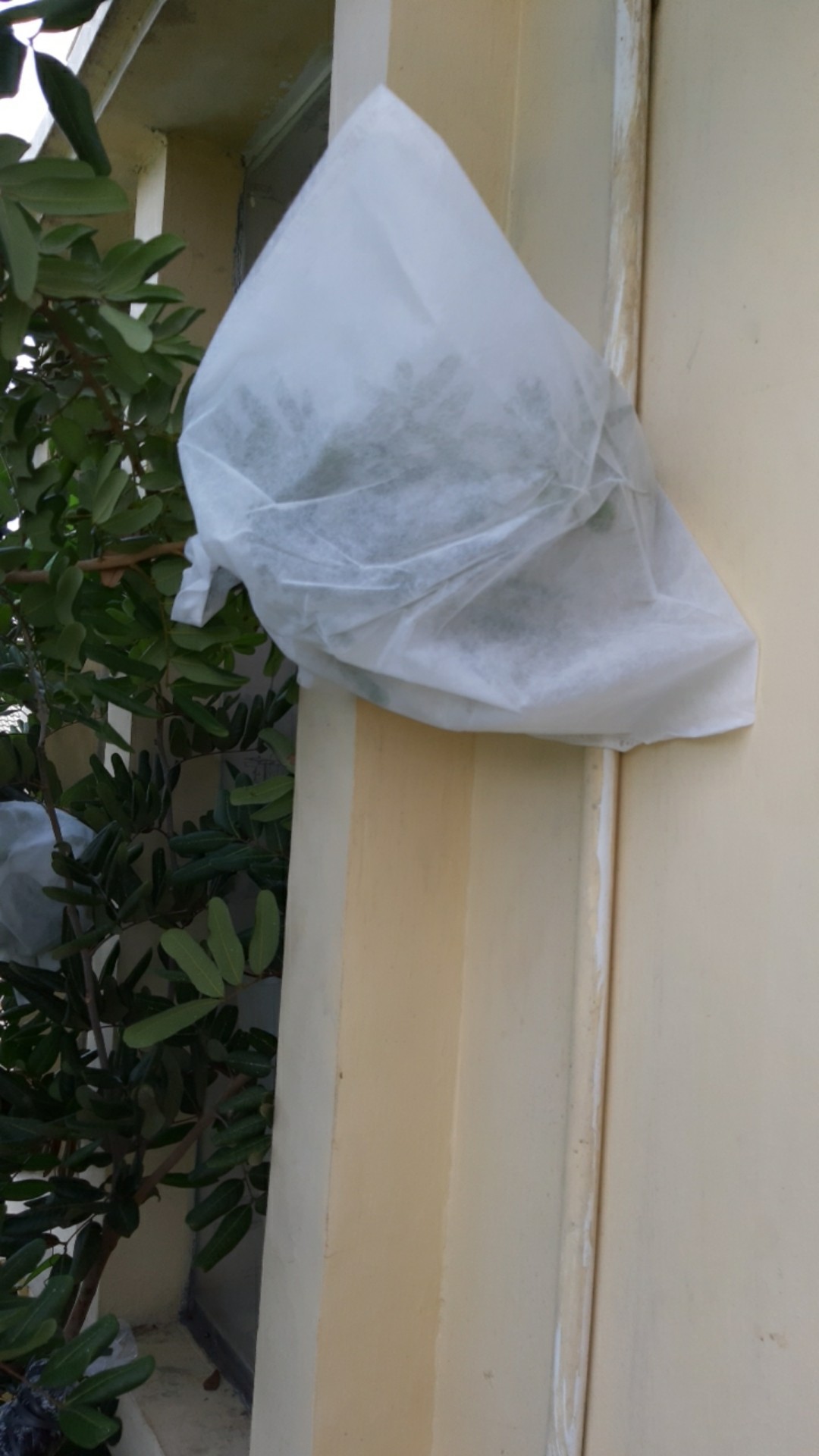 Fruit Cover / Brongsong Buah (xxl) Eceran (isi 10 Lembar)