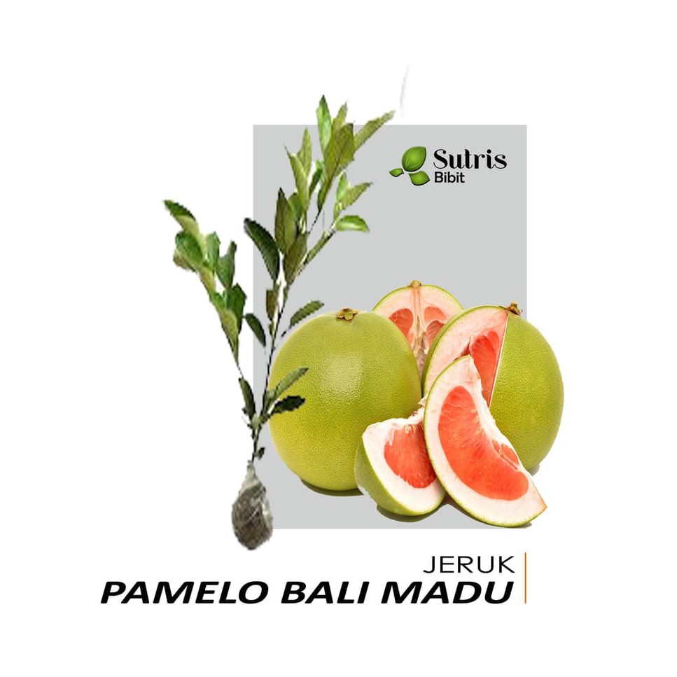 Bibit Tanaman Buah Jeruk Pamelo (Pamelo Bali Madu)