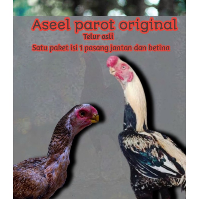 telur ayam bangkok aseel parot original