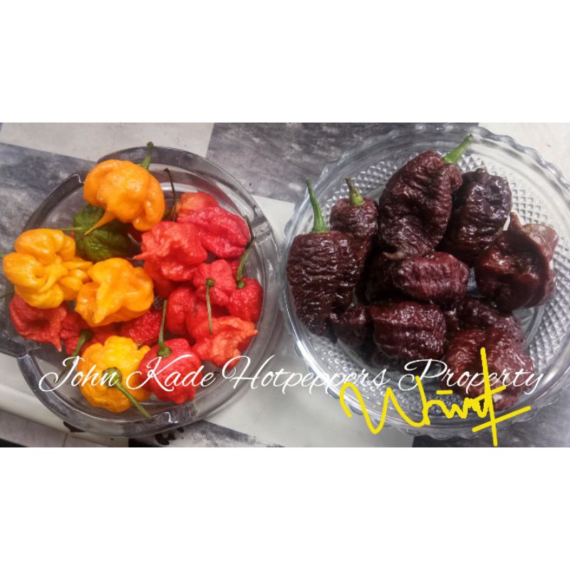 Biji/benih cabe terpedas di dunia/carolina reaper /naga brain coklat/cabe hias/cabe import