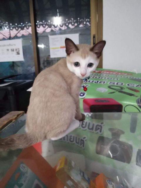 Over Steker Colokkan Hp Gepeng Charger Pipih Xiao Mi Iphone