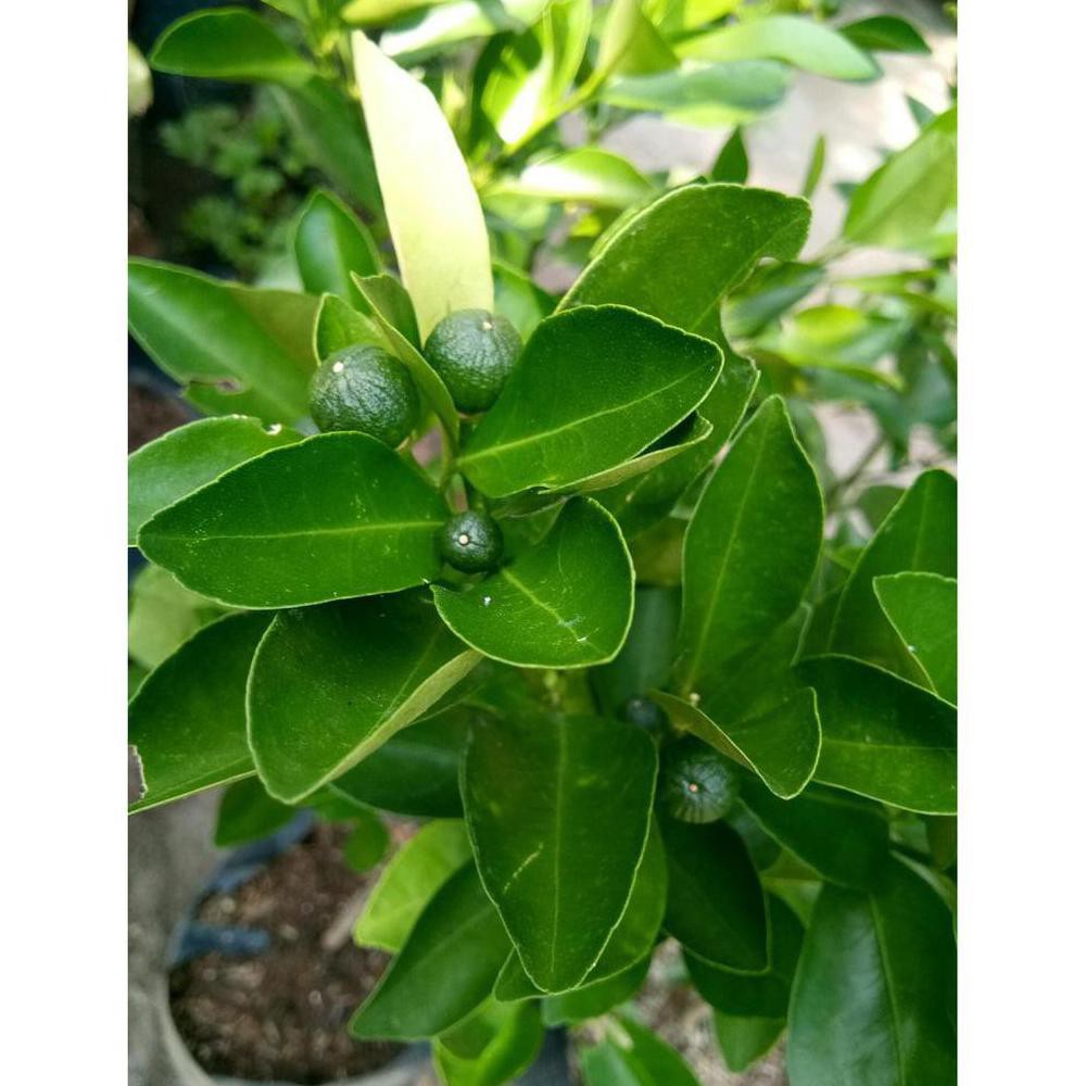 U* SUDAH BERBUAH BIBIT TANAMAN BUAH JERUK KIP - LEMON CUI - KASTURI - JERUK KUNCI - KITNA SONGKIT