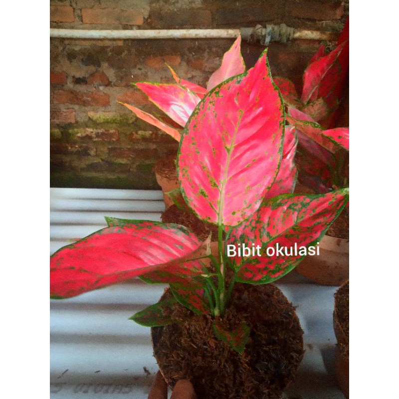 aglonema red king