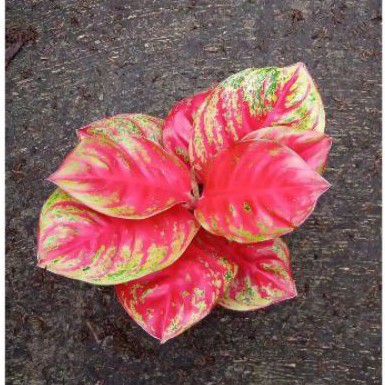 bonggol aglonema wulandari