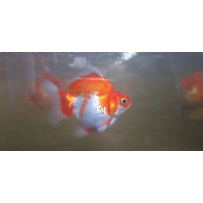 ikan mas koki ryukin punuk unta