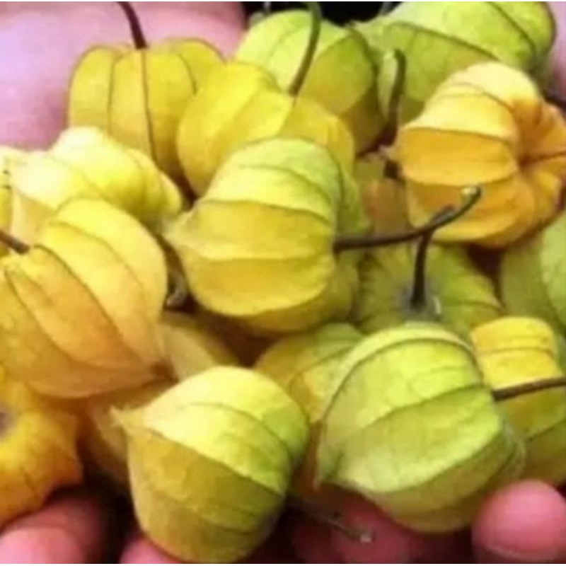 

Jual Buah Ciplukan Matang Per 250Gram