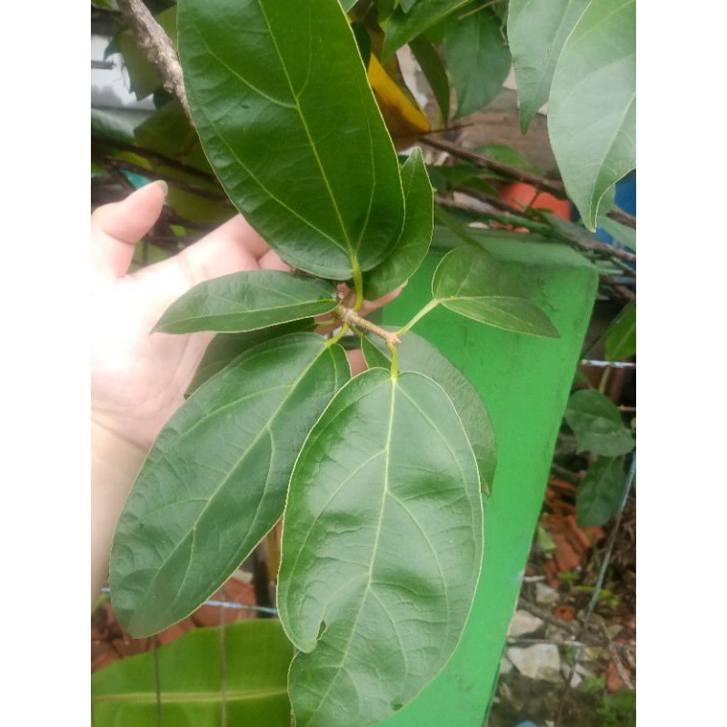 

DAUN CINCAU HIJAU (PERDU) 100% ORGANIC